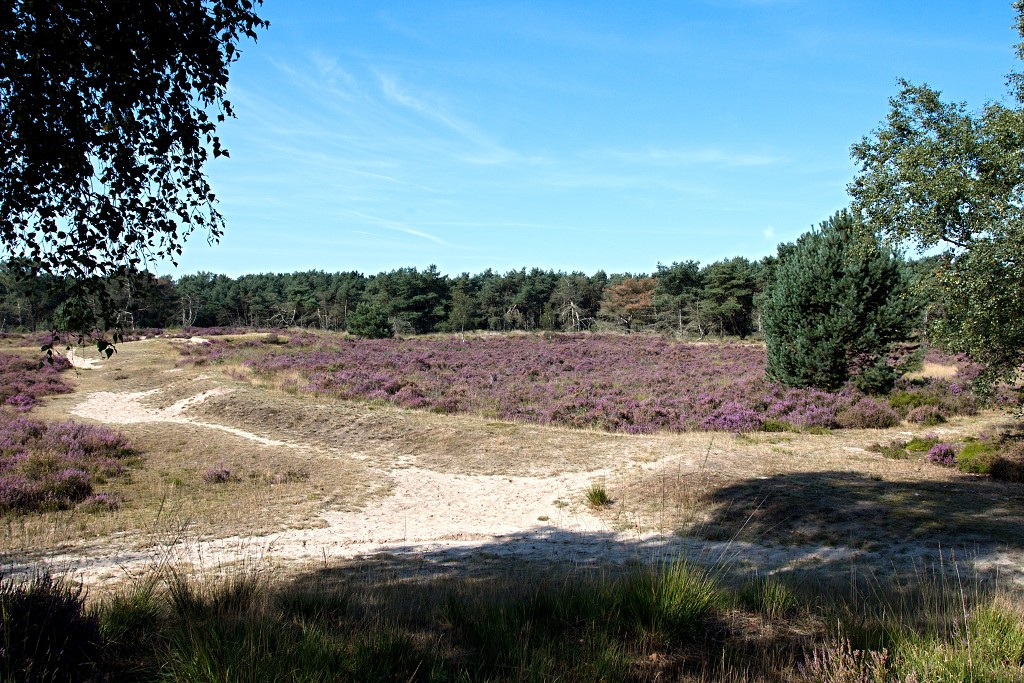 kalmhoutese heide hei hdr natuurgebied natuur landschap natuurpark natuurreservaat wandelen heidegebied bossen vennen